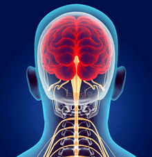 ілюстрація нервових каналів шийного відділу хребта